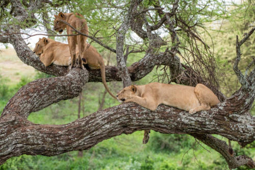 lions-on-the-tree
